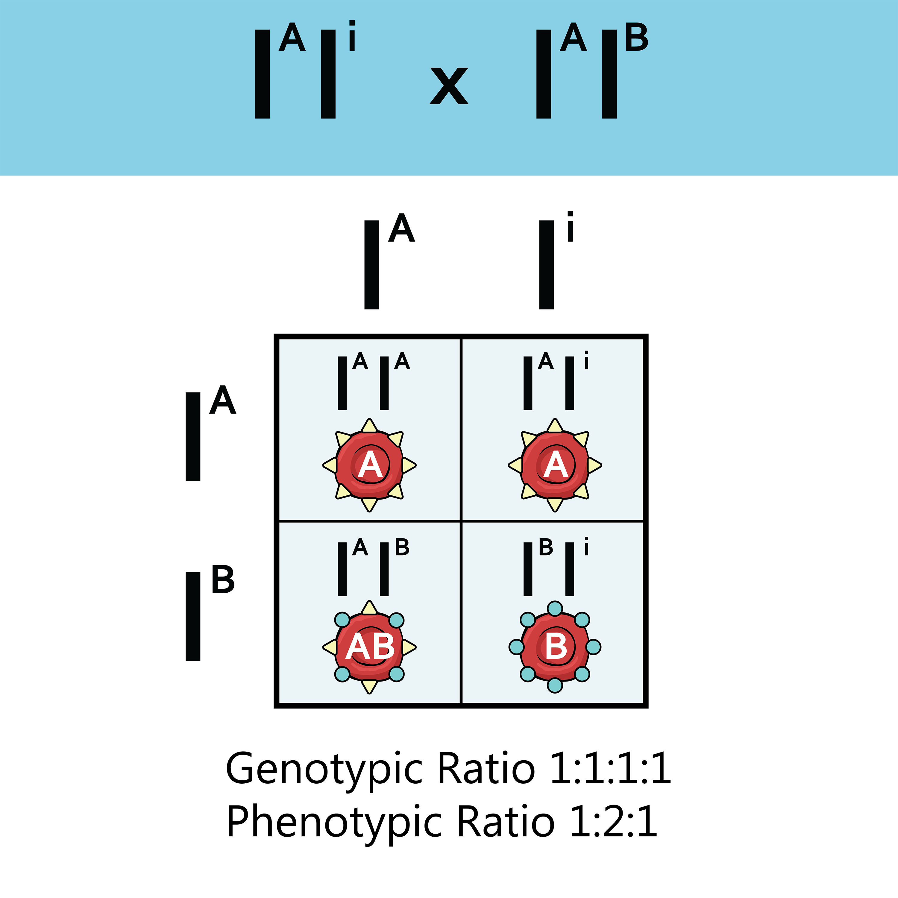 Multiple Alleles Punnett Square